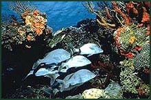 eco3.jpg (25003 bytes)